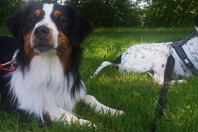 Foto: Fit in Erster Hilfe am Hund